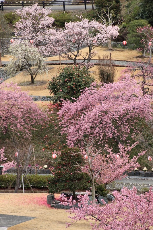 あらさわふるさと公園の桜と梅･2♪_a0167759_1653783.jpg