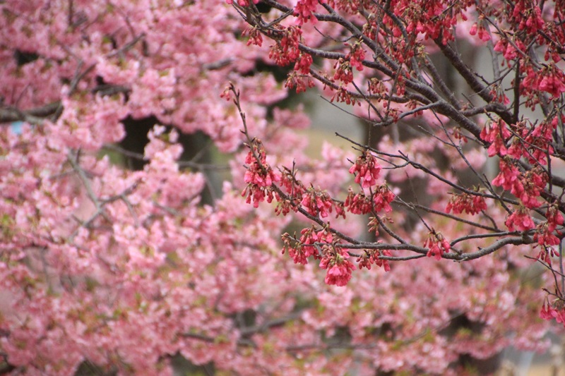 あらさわふるさと公園の桜と梅・3♪_a0167759_16541071.jpg