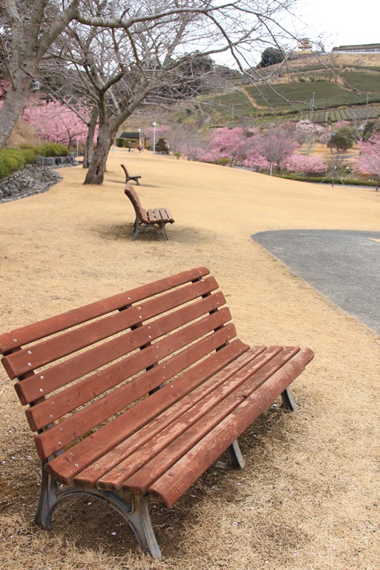 あらさわふるさと公園の桜と梅・3♪_a0167759_173175.jpg