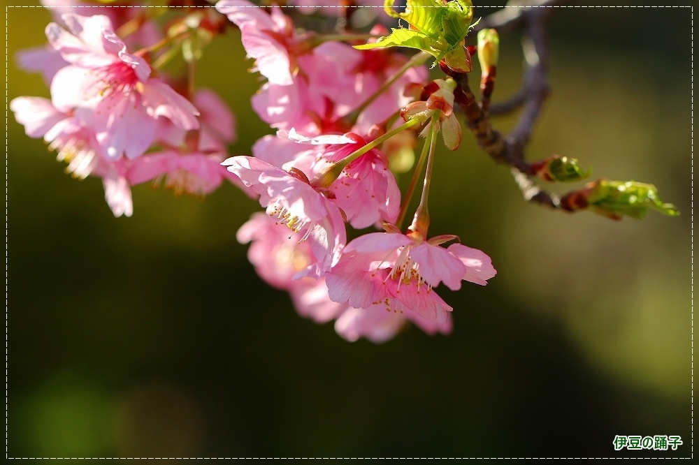 伊豆の踊子＆白花ホトケノザ_d0102968_07405610.jpg