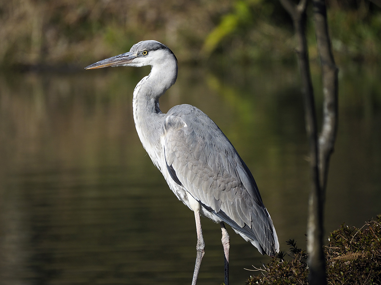 野鳥のいる風景 アオサギ フォトン