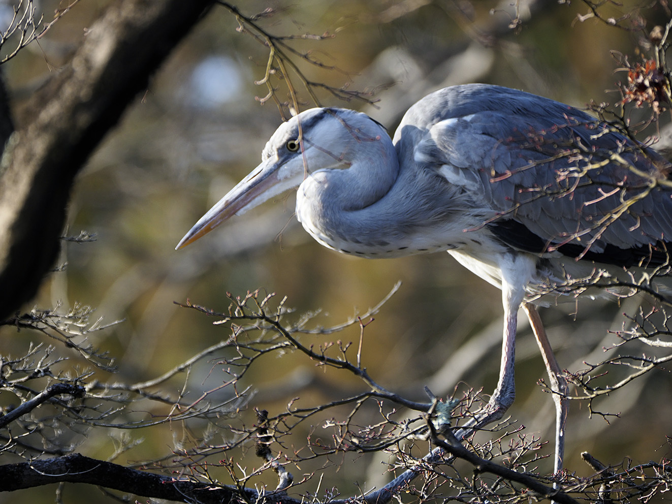 野鳥のいる風景 アオサギ フォトン 野鳥のいる風景 アオサギ フォトン