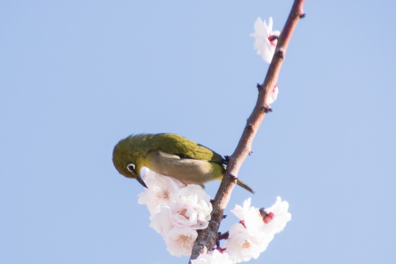 熊本城の二の丸P周辺を散策_e0304485_18423943.jpg