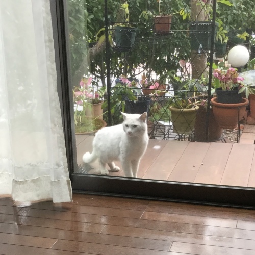 猫旦那 白_e0358096_20162483.jpeg