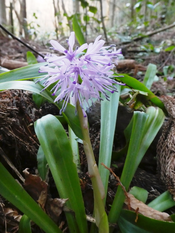 芥見権現山の麓に咲く　ショウジョウバカマ_d0170615_18364612.jpg