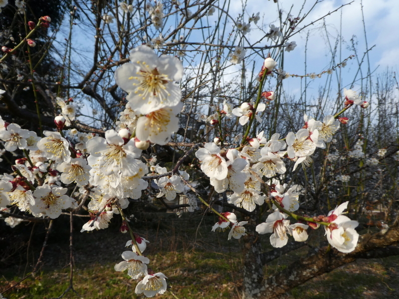 芥見権現山の麓に咲く　ショウジョウバカマ_d0170615_18370333.jpg