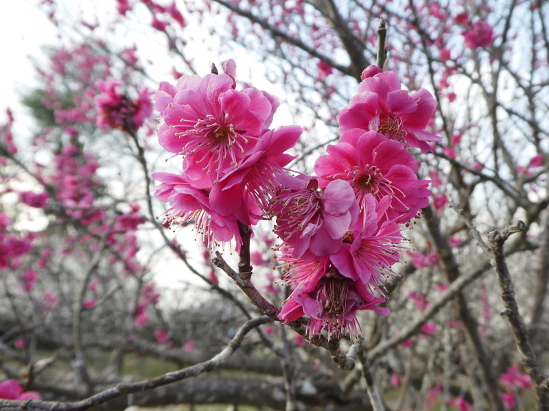 芥見権現山の麓に咲く　ショウジョウバカマ_d0170615_18370959.jpg