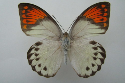 週末価格‼️ヒイロツマベニチョウ♂異常型標本★アンボン島産★稀異常型美麗 ヒイロツマベニチョウ♂異常型標本☆アンボン島産☆87mm特異稀異常型