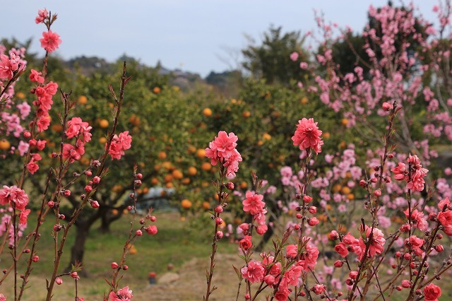 咲き誇る桃の花（その2）（撮影：3月4日）_e0321325_16164758.jpg