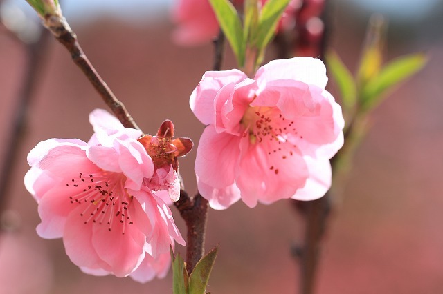 咲き誇る桃の花（その2）（撮影：3月4日）_e0321325_16170094.jpg