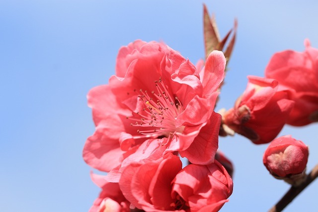 咲き誇る桃の花（その2）（撮影：3月4日）_e0321325_16181789.jpg