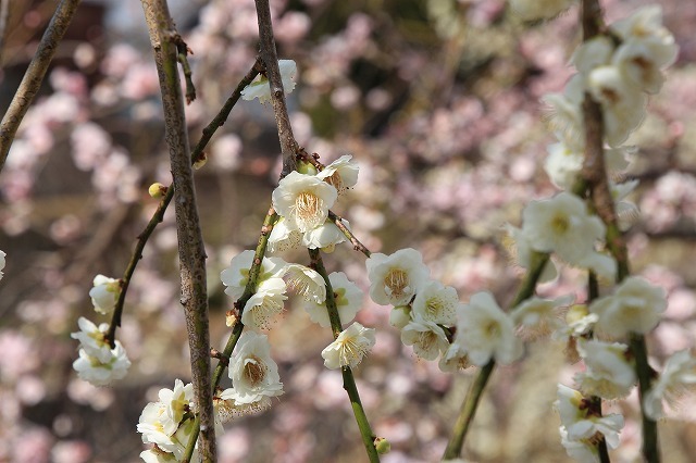 神木里山の梅と桜_e0321325_19384440.jpg