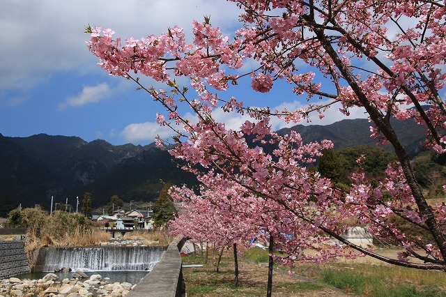 神木里山の梅と桜_e0321325_19392518.jpg