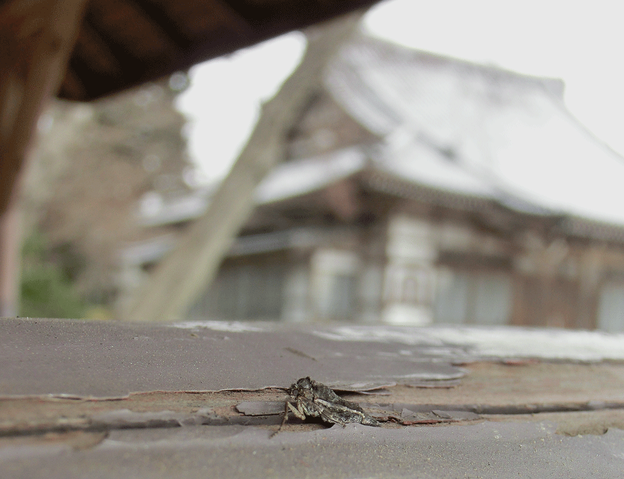 a0126632_14460990.gif