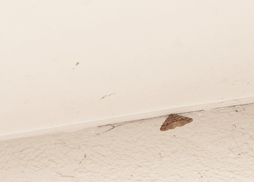 a0126632_14522196.gif