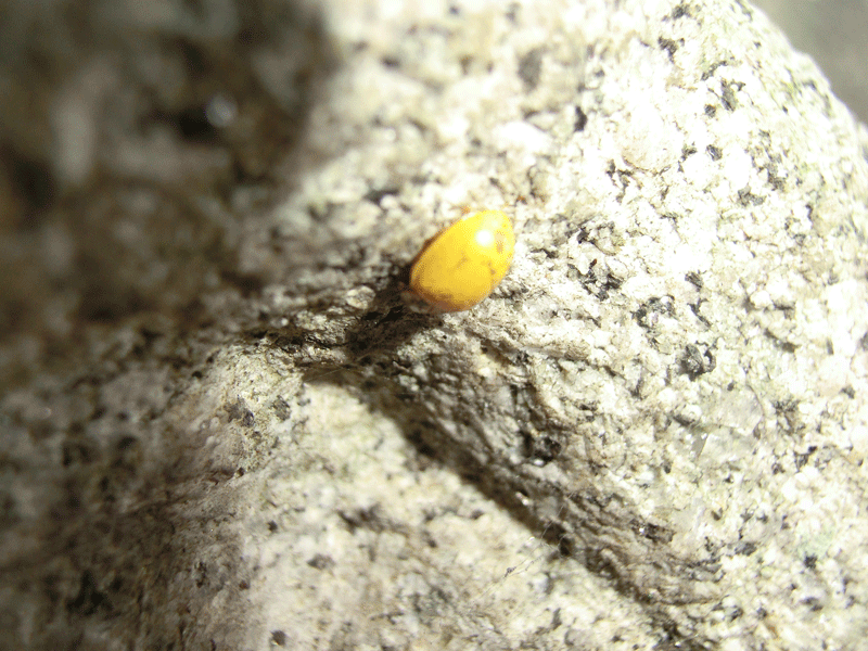 a0126632_15031830.gif