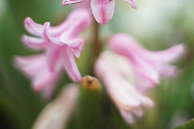 Canon Lens SE 45mm F1.7 : オールドレンズをマウントアダプター