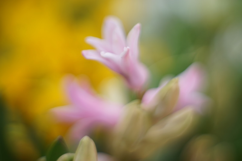 Canon Lens SE 45mm F1.7 : オールドレンズをマウントアダプターで