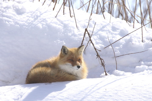 湿原パトロールのおまけ 3月11日_f0113639_15295350.jpg