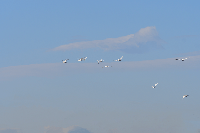d0290240_10482004.gif