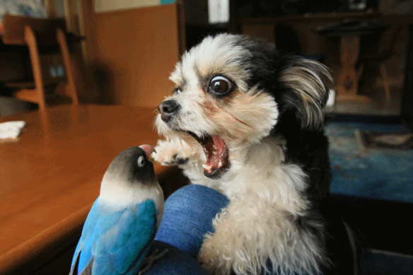 c0145250_10152829.gif