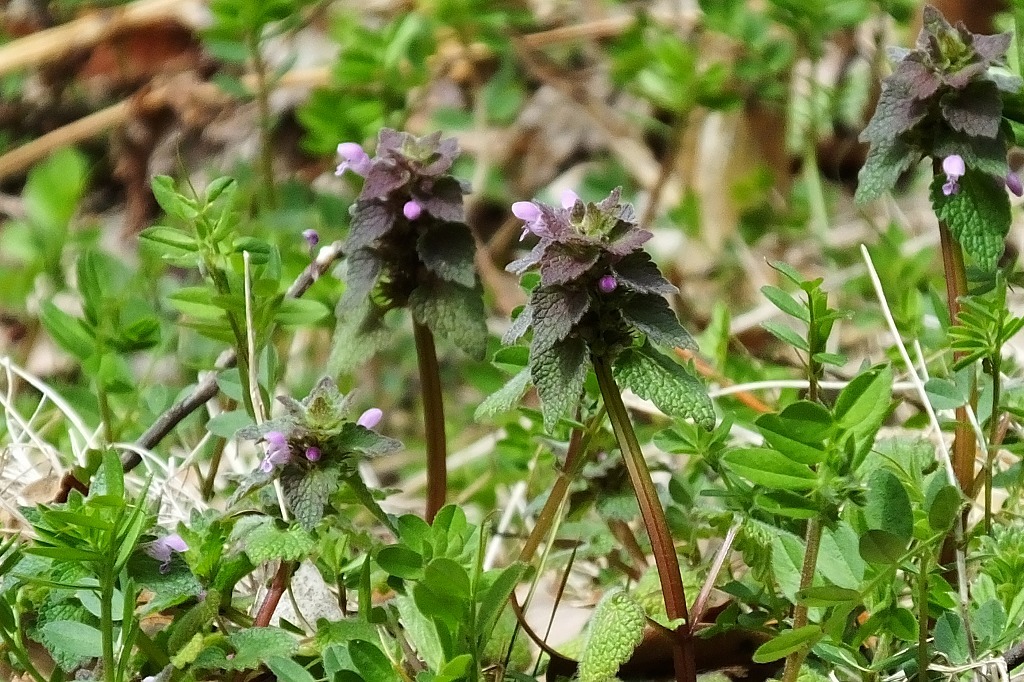b0236251_11441372.jpg