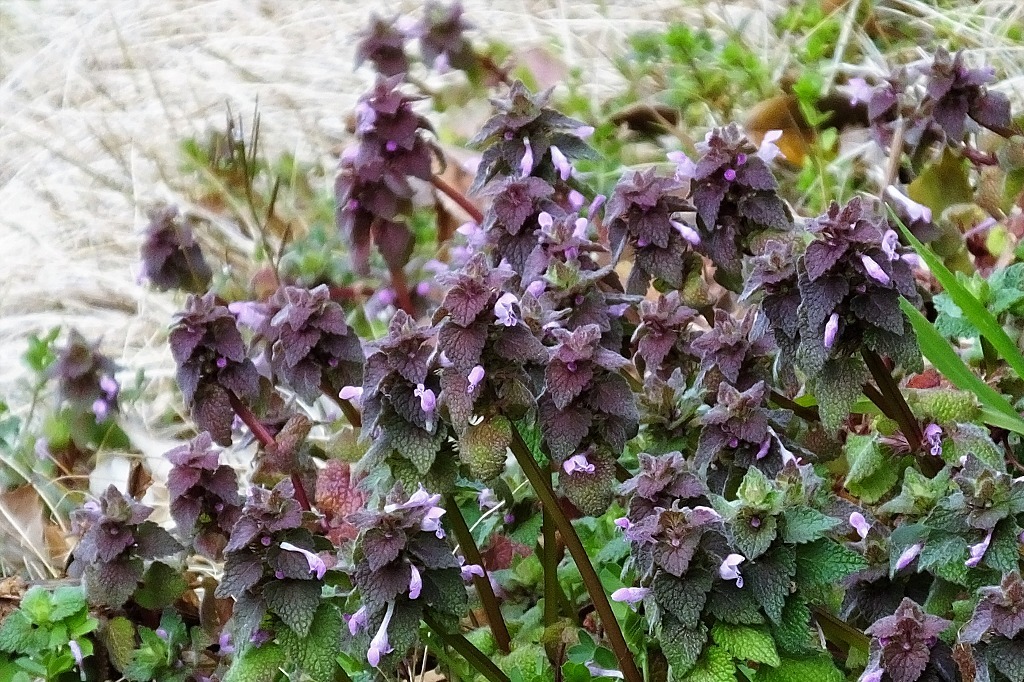 b0236251_11442040.jpg
