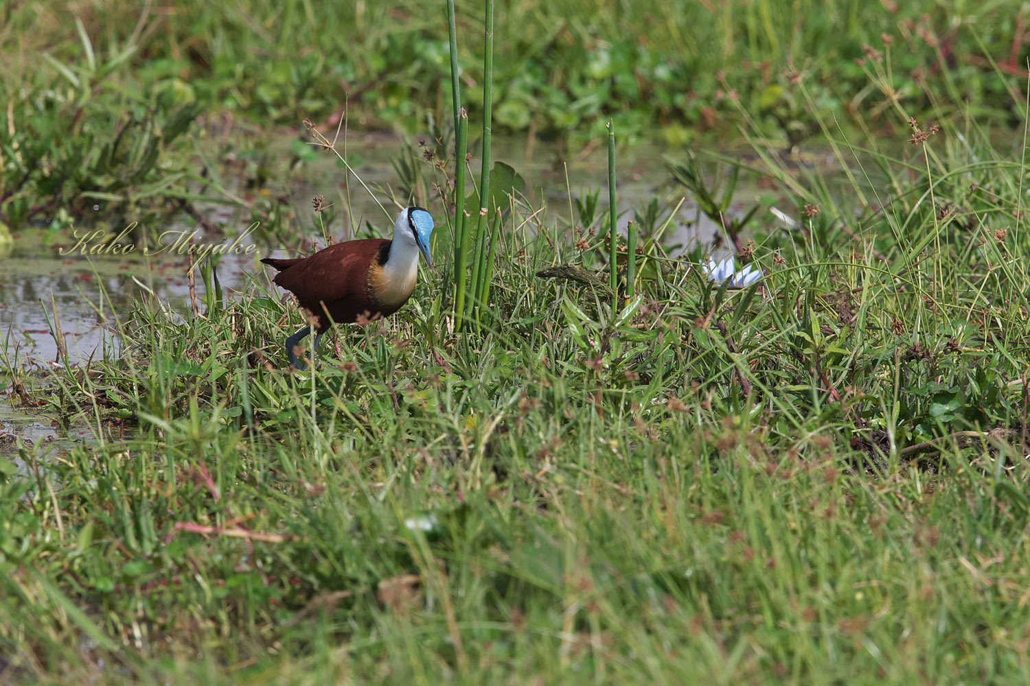 African Jacana アフリカレンカク ぼちぼち と 野鳥大好き O African Jacana アフリカレンカク ぼちぼち と 野鳥大好き O