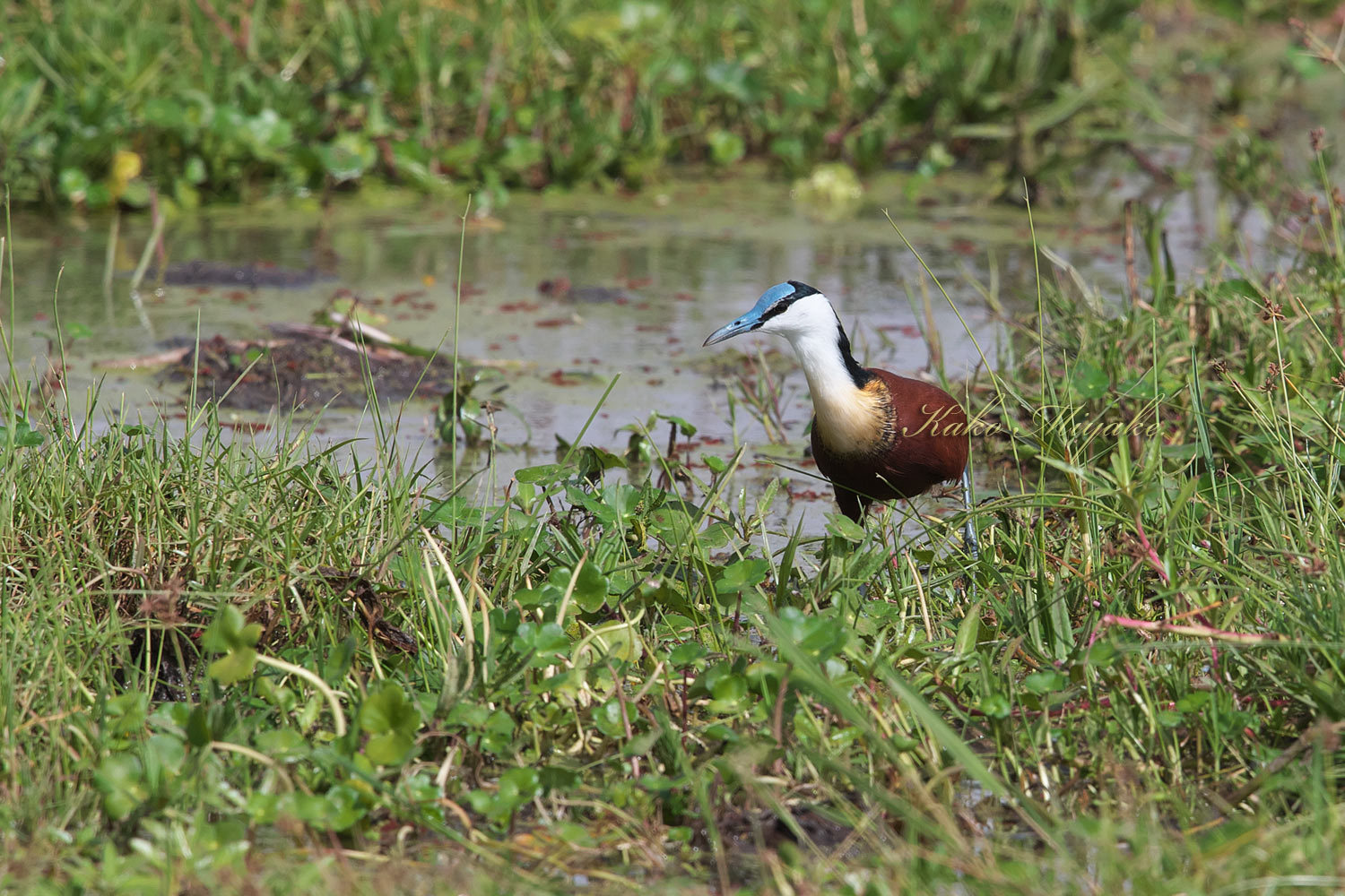 African Jacana アフリカレンカク ぼちぼち と 野鳥大好き O African Jacana アフリカレンカク ぼちぼち と 野鳥大好き O