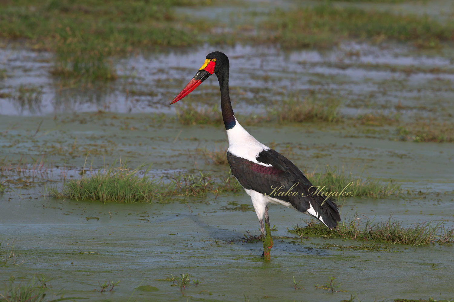 クラハシコウ Saddle Billed Stork ぼちぼち と 野鳥大好き O クラハシコウ Saddle Billed Stork ぼちぼち と 野鳥大好き O