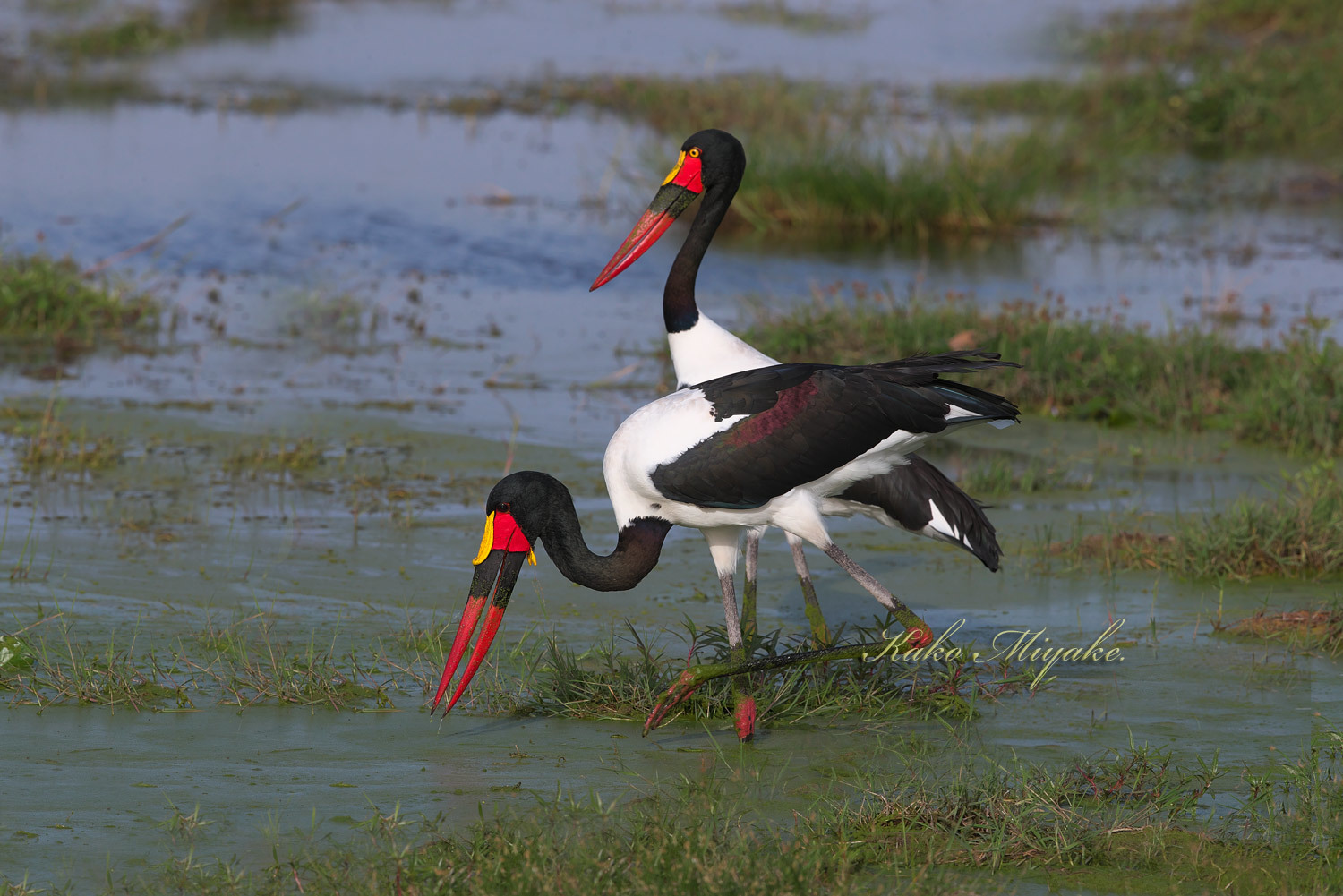 クラハシコウ Saddle Billed Stork ぼちぼち と 野鳥大好き O クラハシコウ Saddle Billed Stork ぼちぼち と 野鳥大好き O