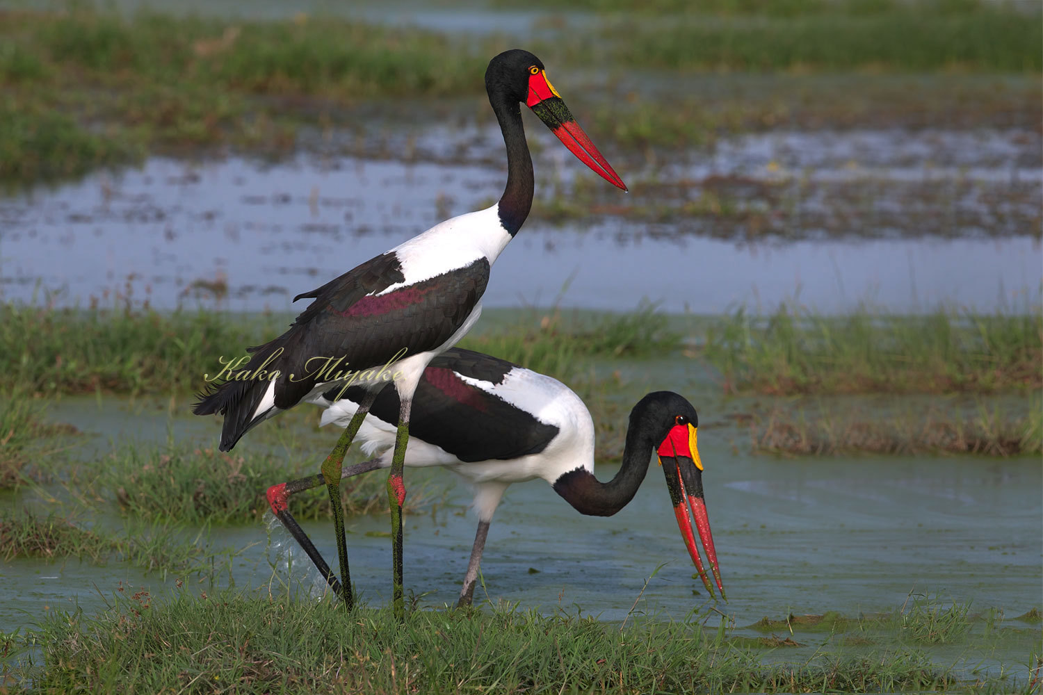 クラハシコウ Saddle Billed Stork ぼちぼち と 野鳥大好き O クラハシコウ Saddle Billed Stork ぼちぼち と 野鳥大好き O