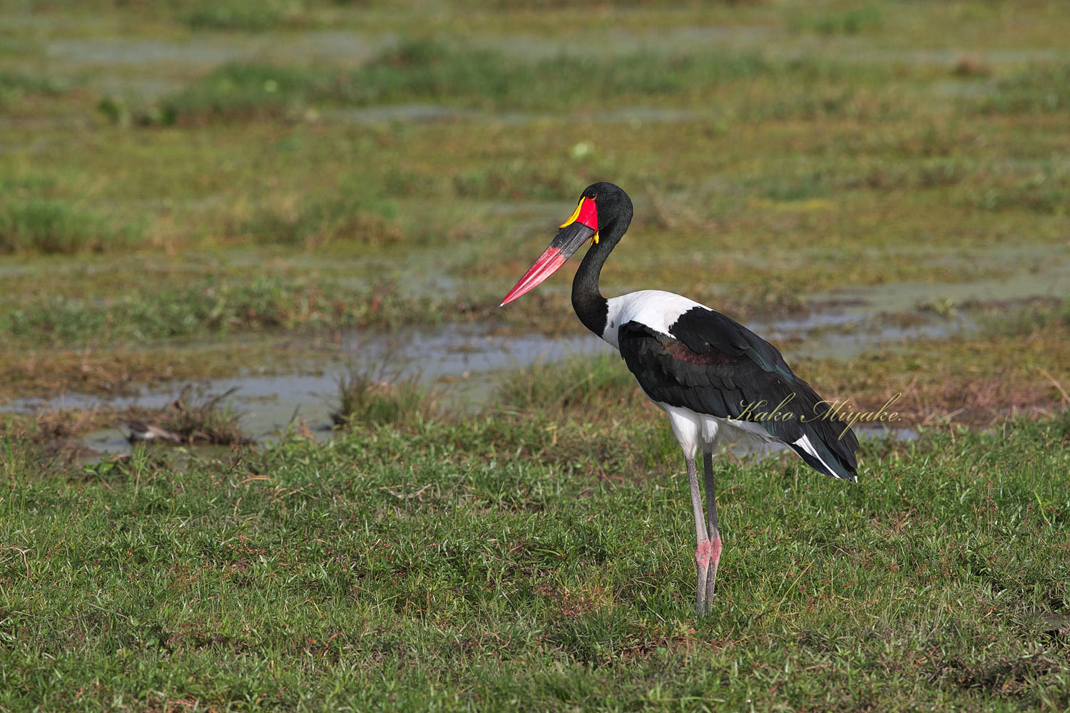 クラハシコウ Saddle Billed Stork ぼちぼち と 野鳥大好き O クラハシコウ Saddle Billed Stork ぼちぼち と 野鳥大好き O
