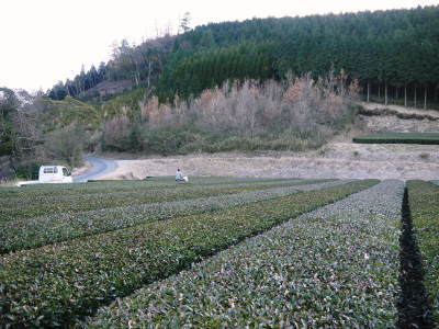 菊池水源茶 有機栽培のお茶に肥料を散布!厳しい基準がありました!_a0254656_18562659.jpg