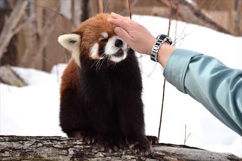 イケメン 飼育員さんにイケメン認定される レッサーパンダ もふてく放浪記
