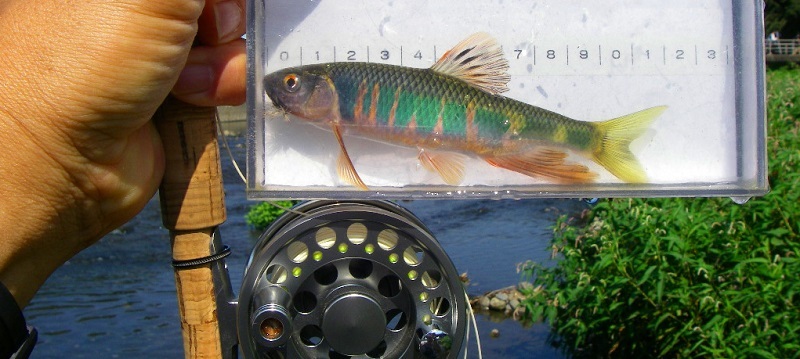 オイカワロッド フライラインを自作 二子玉川 で ff Fly Fishing オイカワロッド フライラインを自作 二子玉川 で ff Fly Fishing