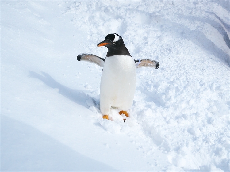ペンギンの雪中散歩 - 北国の花鳥風月