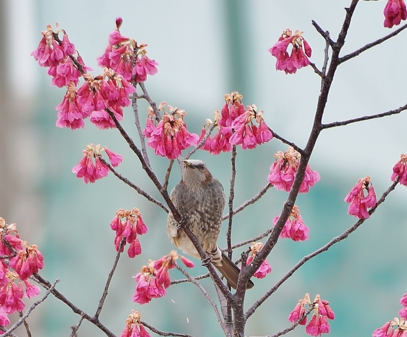 寒緋桜（カンヒザクラ）にツグミ　＠神戸市灘区・西郷川河口公園_b0063958_09063708.jpg