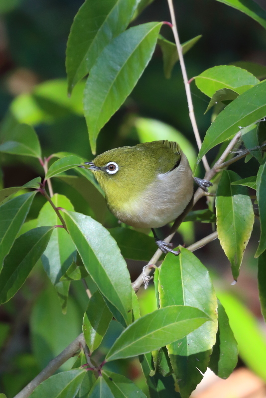 メジロです 緑の葉の中に緑の鳥の写真 平凡な日々の中で