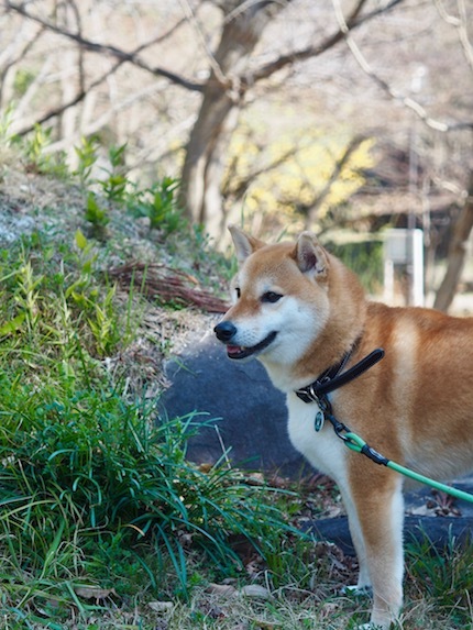 晴天の鶴見緑地公園♪_a0232774_10161072.jpg