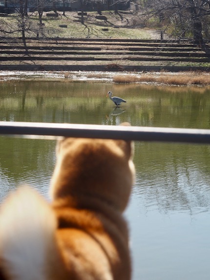 晴天の鶴見緑地公園♪_a0232774_10293862.jpg