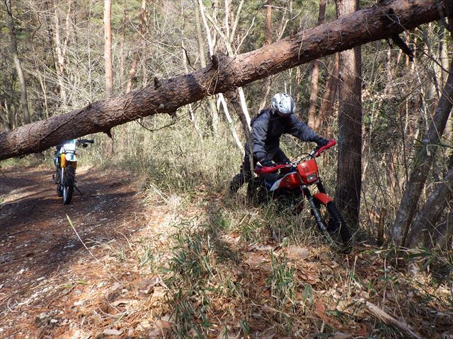 山道散歩は残雪で引き返す_b0080681_21022228.jpg