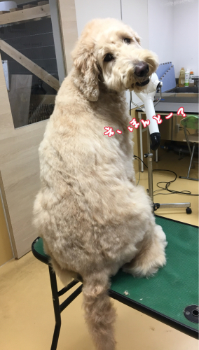 トリミングブログ_f0357682_12433394.jpg