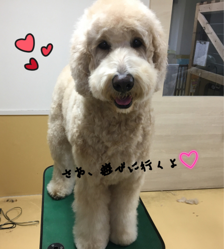 トリミングブログ_f0357682_12433856.jpg