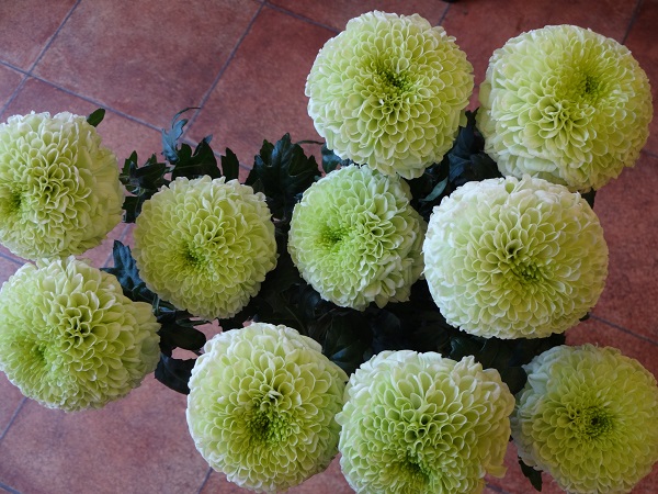 e0140986_11501490.jpg