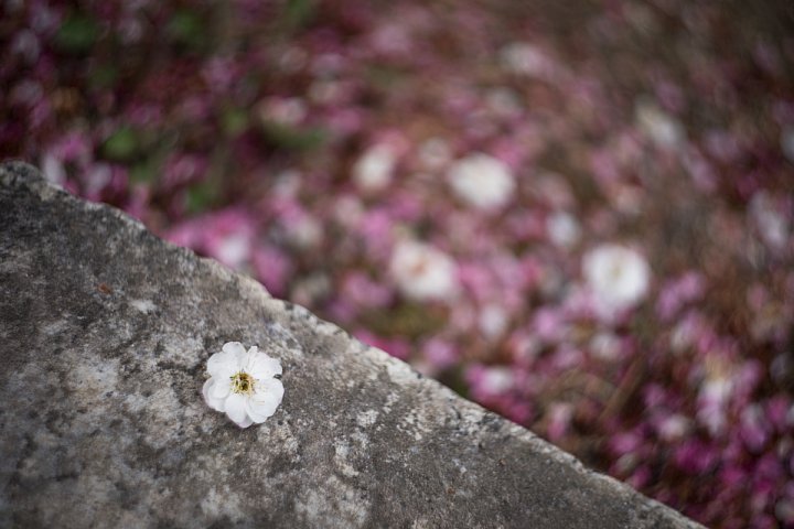まわる梅園_d0353489_1822656.jpg