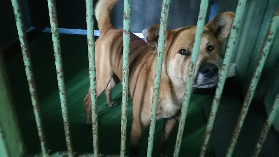 【犬猫・移動先募集】センター(支所)収容(3/10訪問)_f0242002_22371216.jpg