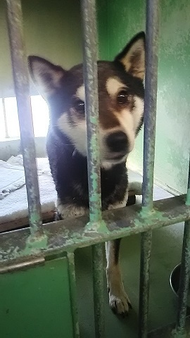【犬猫・移動先募集】センター(支所)収容(3/10訪問)_f0242002_22373266.jpg