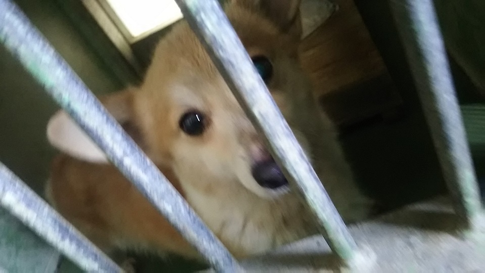 【犬猫・移動先募集】センター(支所)収容(3/10訪問)_f0242002_22374476.jpg