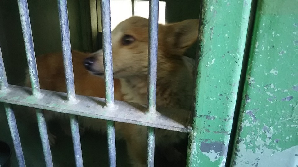 【犬猫・移動先募集】センター(支所)収容(3/10訪問)_f0242002_22381466.jpg